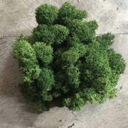 Moss Decoration Of Green Plant Wall Lichen Lawn