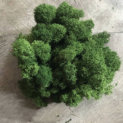 Moss Decoration Of Green Plant Wall Lichen Lawn